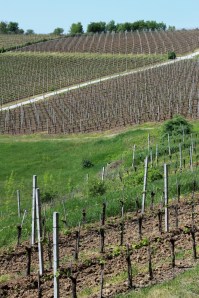 parcele de vie la Dragasani