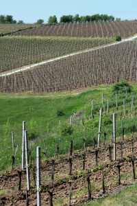 parcele de vie la Dragasani