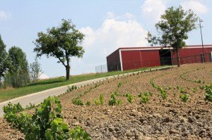 puieti de vie la Liliac