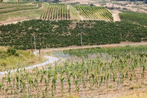 plantatii noi de vie Liliac