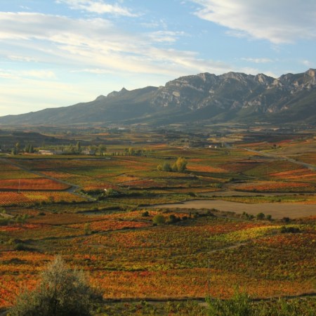 Rioja vineyards