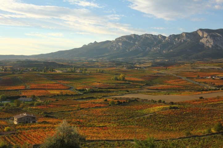 Rioja vineyards
