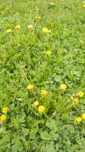 pajiste de primavara