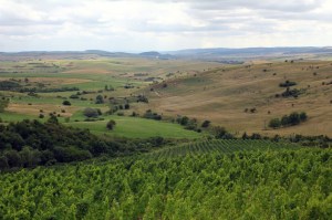 peisaj pastoral cu vii