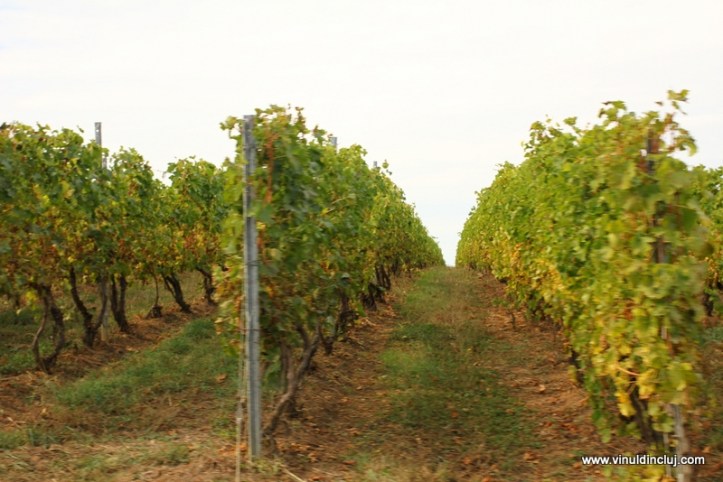 randuri de vie toamna