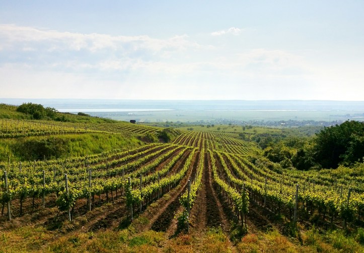 alergare cu Oltul la picioare